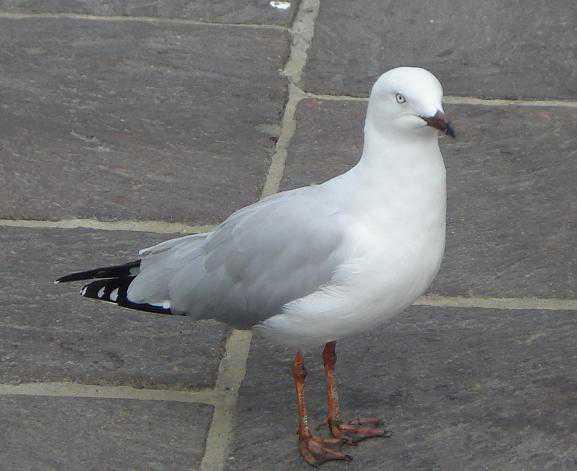 Burung Camar Puncak Bukit