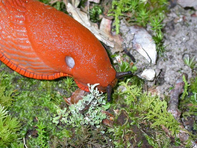 Arion rufus Arion rufus