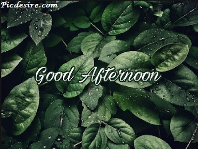 Best 50 Good Afternoon Images 2020 || Good Afternoon Images for Whatsapp Best 50 Good Afternoon Images 2020 || Good Afternoon Images for Whatsapp