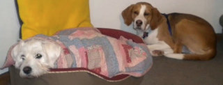 Suki Roth with her nephew Auggie, a foxhound.