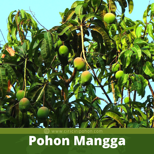 Pohon Mangga