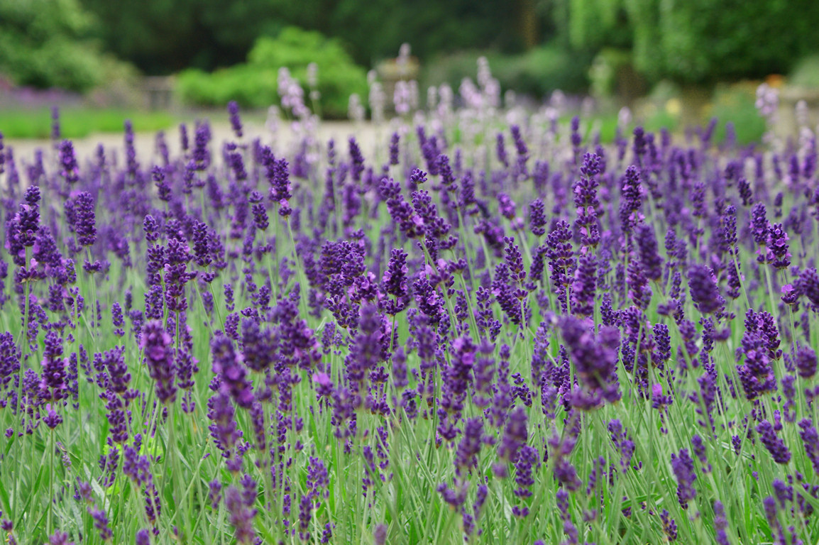 Kumpulan Makalah Pendidikan Budidaya Tanaman Hias Bunga Lavender