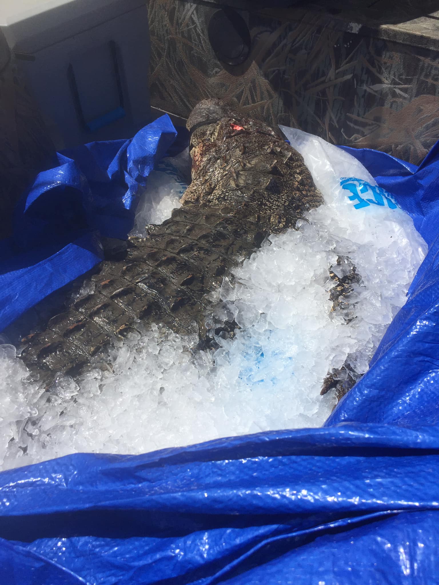 Marian's Hunting Stories, etc., etc., etc... Gator Hunters 2021 MS