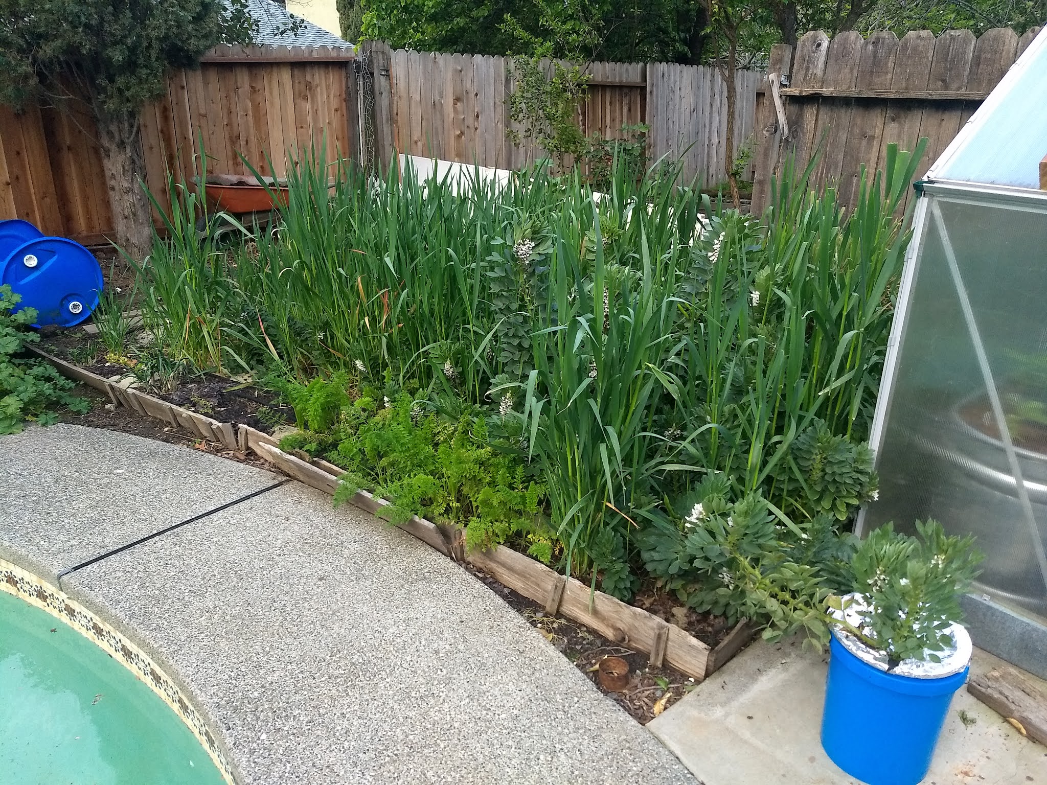 The Scientific Gardener Growing Oats as a Cover Crop
