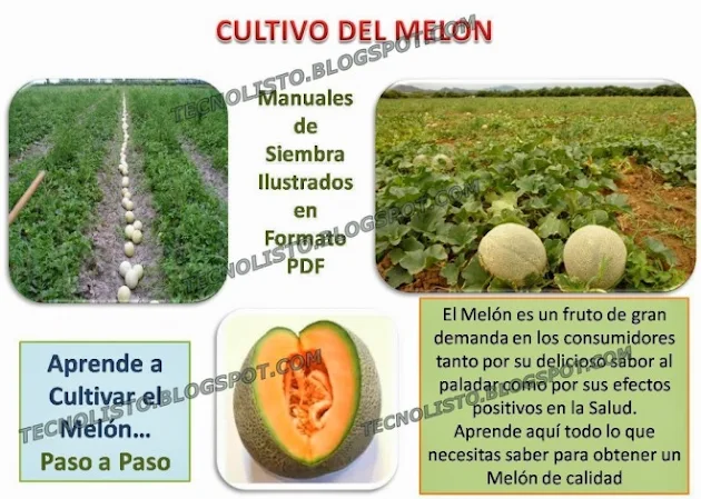 "Manuales de siembra cultivo de Melón"