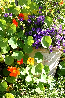 Topfgarten im Herbst - Kapuzinerkresse Tropaeolum und Enzianstrauch Solanum rantonnetii