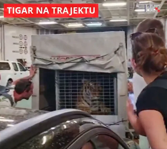 Tiger on ferry in Croatia