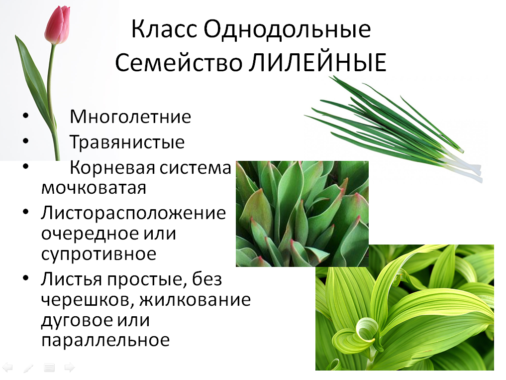Какое значение однодольных культурных растений в жизни. Класс Однодольные семейство Лилейные. Класс Однодольные Лилейные растения. Класс Однодольные растения семейство Лилейные. Цветок лилейных однодольных растений.