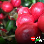 Info Herbal: Mengenal Tanaman Mahkota Dewa yang Kaya Manfaat