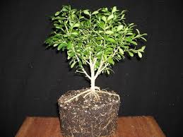 Mempercepat Tumbuhnya Akar Tanaman Bonsai