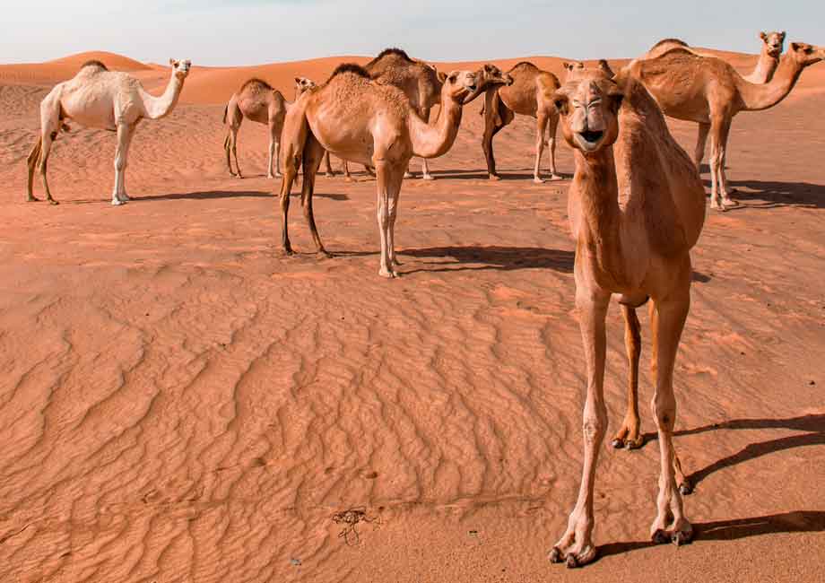 5 sentences about camel picture