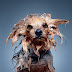 Cães ensaboados por Studio Nuts - Fotografia