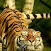 Tiger yoga stretching exercise