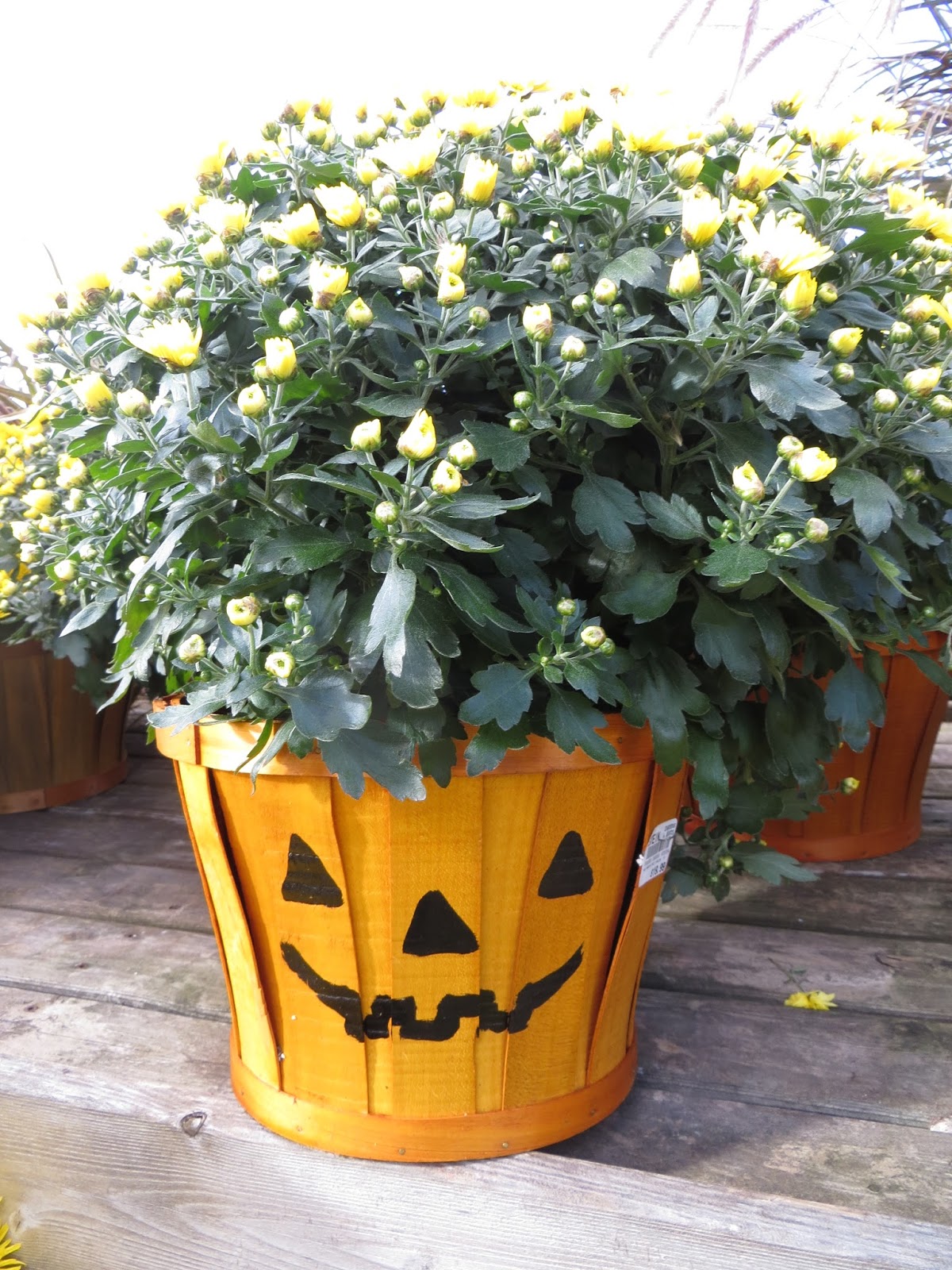 Justine's Halloween A bright autumn day at Stein Gardens & Gifts