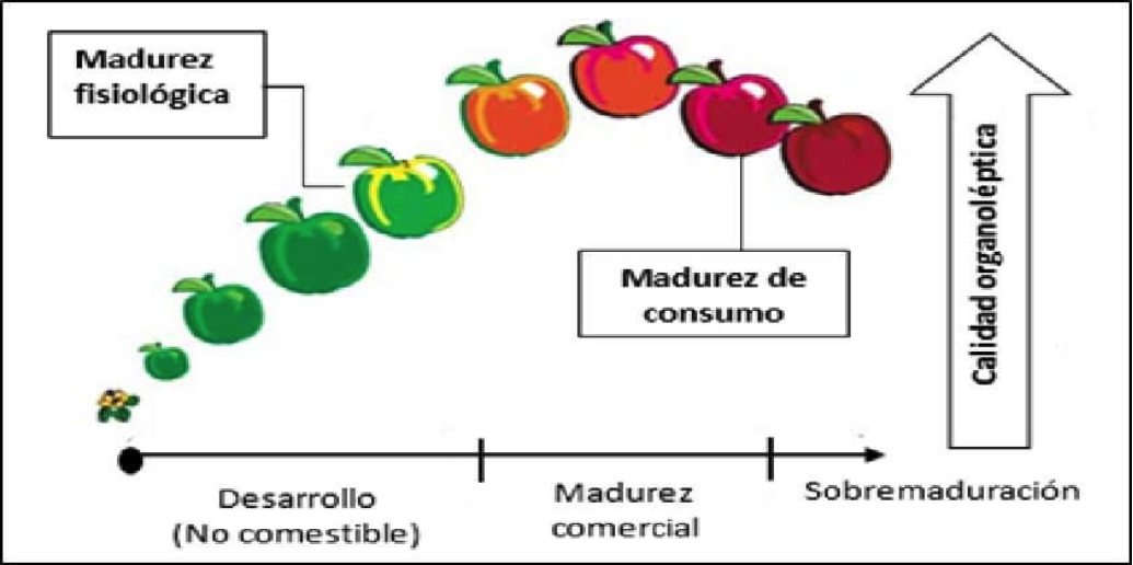 Procesos de Maduración de las Frutas