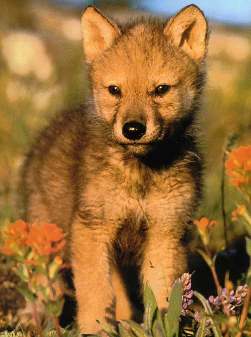 Family Canidae Red wolf