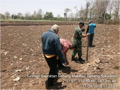 BABINSA BALEHARJO DAMPINGI UPSUS PERCEPATAN TANAM PADI GOGO