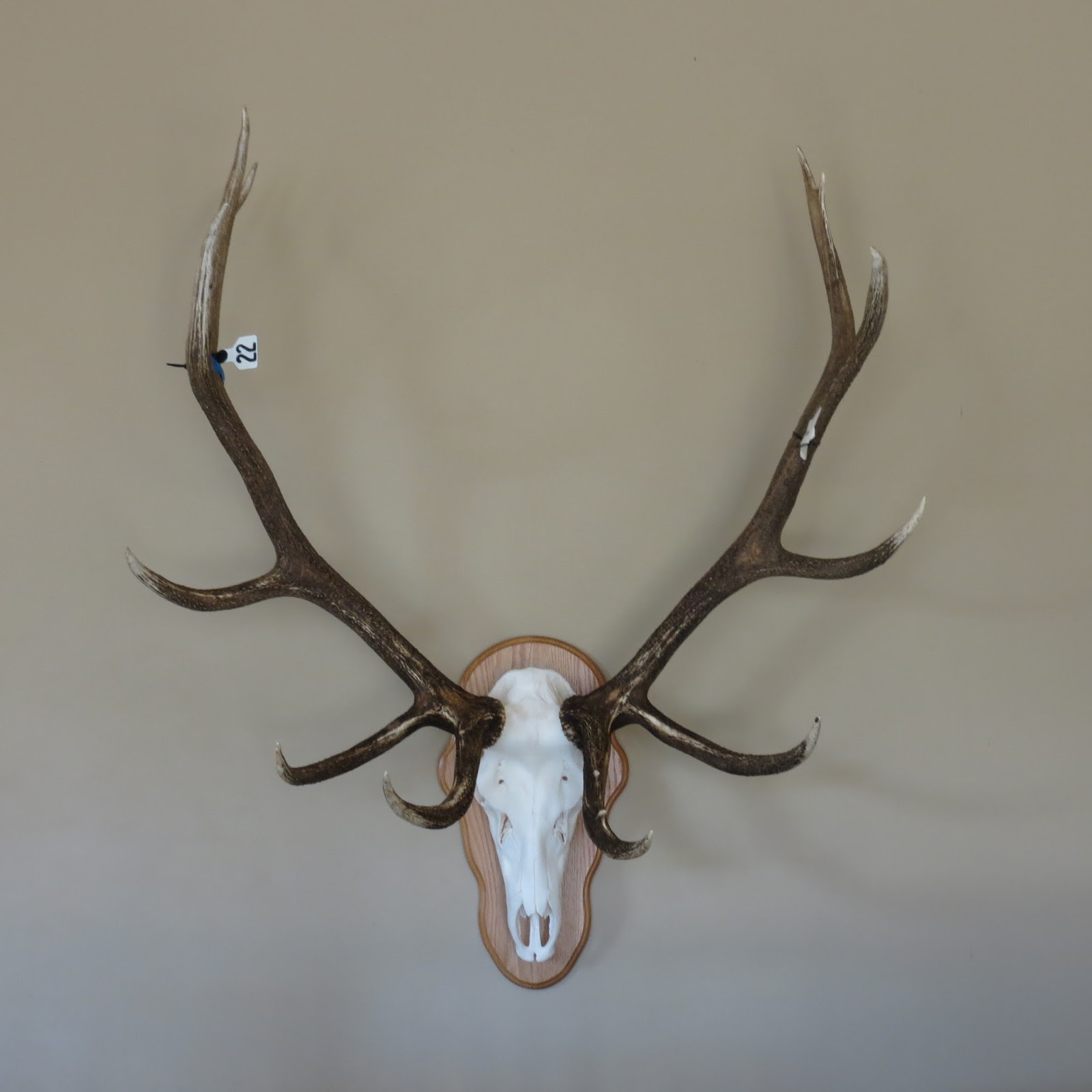 Marsh Taxidermy Elk Skulls