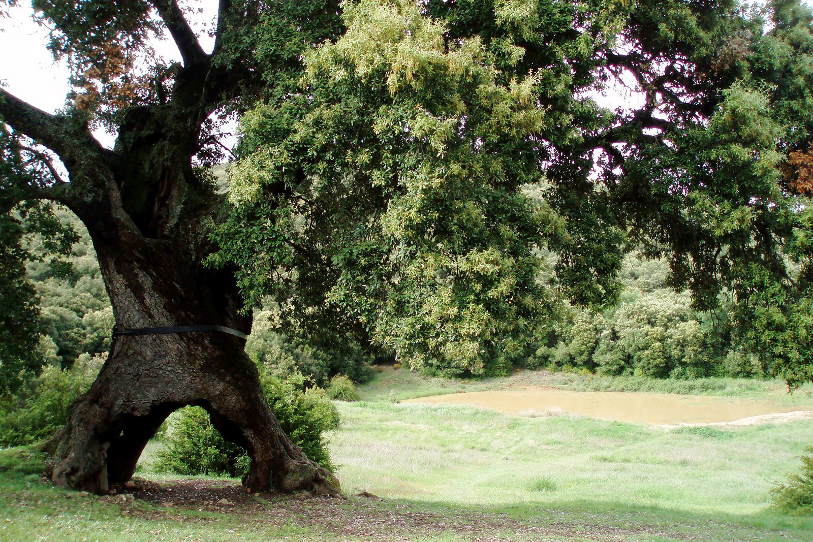 Это был огромный дуб. Испанский Тысячелетний каменный дуб. Тысячелетний дуб Испании. Дуб Европейский дерево. Иберийский дуб.