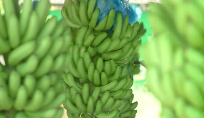 Pisang Mentah Manfaat Efek Samping Dan Resep Membuatnya