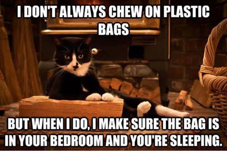 30 Funny animal captions - part 47, animal picture with sayings, captioned animal pictures, meme cat