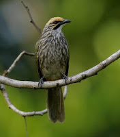 Foto burung cucak rawa harga terbaru 2014 