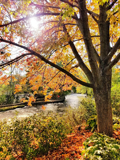 beautiful tree overlooking the river beautiful tree overlooking the river