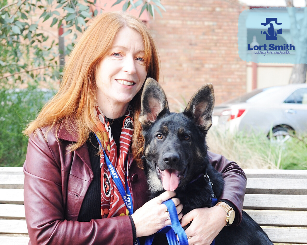 Dog News Australian Dog Lover