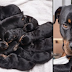 Rottweiler Gave Birth In The Middle Of Night
