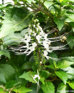  Kumis kucing adalah tanaman yang biasanya dimanfaatkan sebagai tanaman hias di halaman ru Manfaat Daun Kumis Kucing Untuk Obat Kencing Batu 