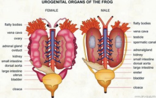 Pendidikan Biologi: Morfologi dan Fisiologi Katak