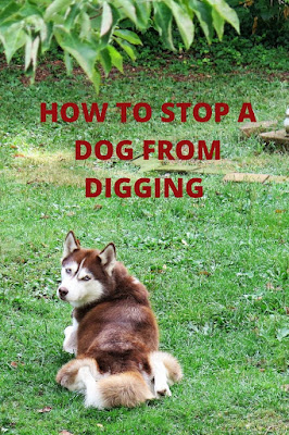 How To Stop A Dog From Digging How do I stop my dog from digging holes? Why do dogs like to dig in the dirt? How to get your dog to stop digging, Reasons why dogs like to dig