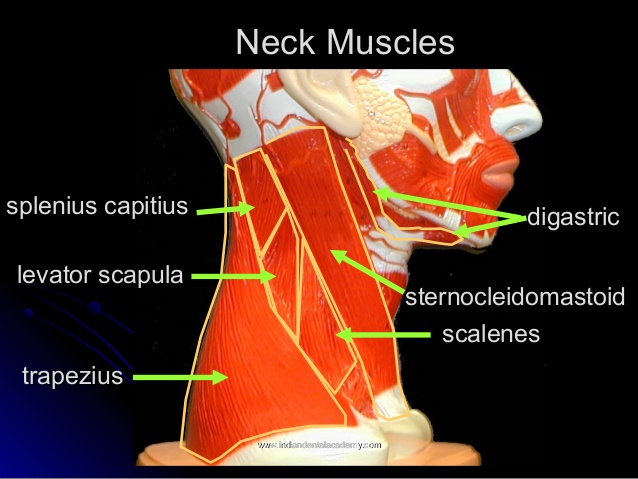 NASM CPT Exam Study Guide