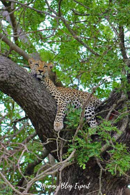 Leopard Simbavati Game Reserve South Africa