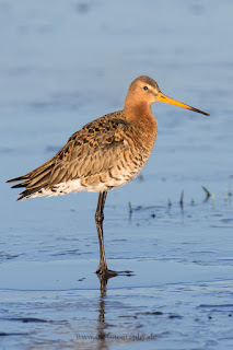 Wildlifefotografie Naturfotografie Dümmer See Uferschnepfe