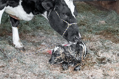Colostrum protocol for newborn calf