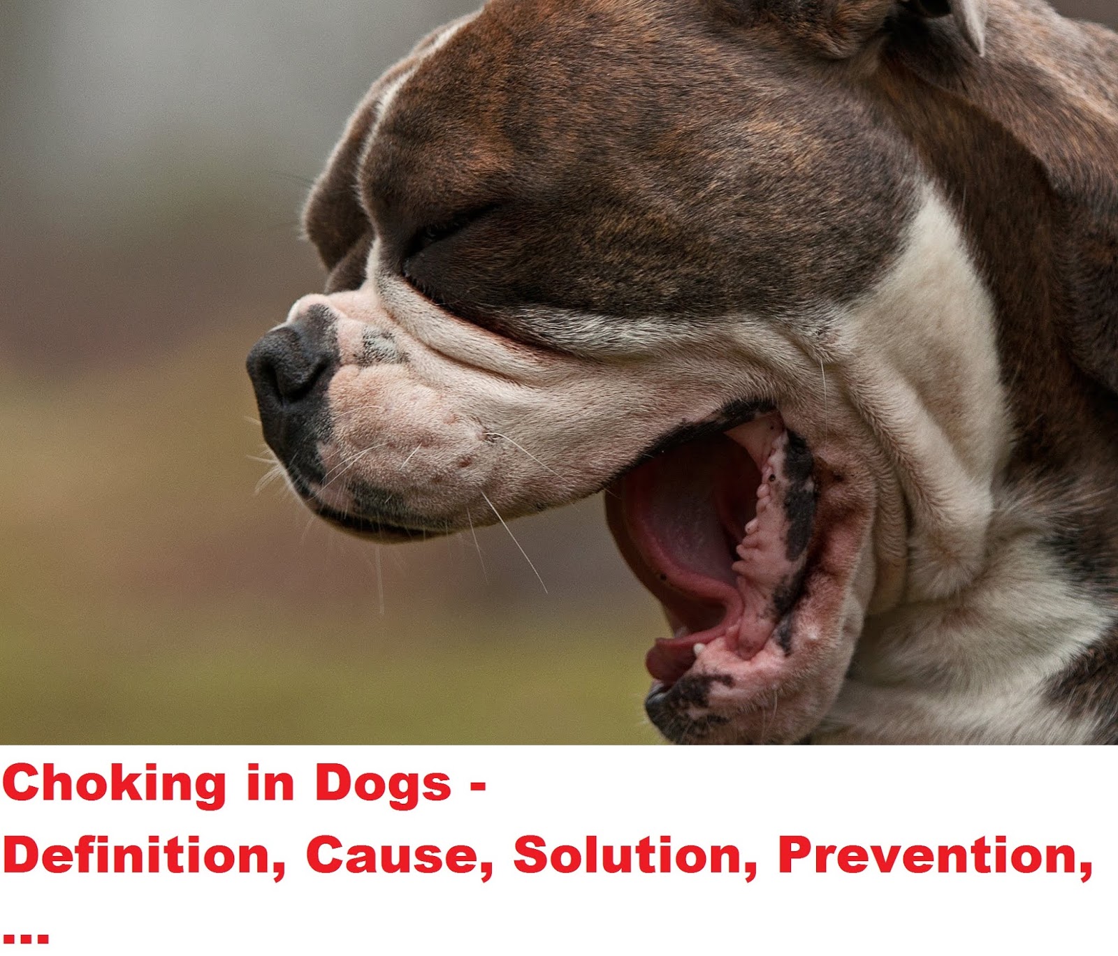 Dog Choking Causes and Emergency Care of Choking Dog