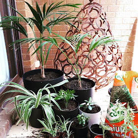 Selection of potted plants grouped on a balcony fllor, next to a half-used bag of potting mix, a couple of empty pots and several stalks of spider-plant pups. In the background is a large pear made from old horseshoes.