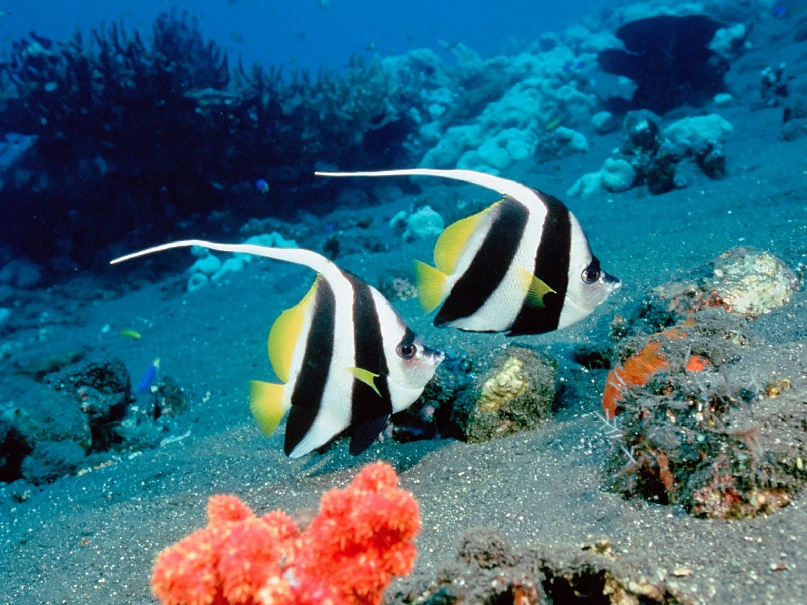 Su Altı Resimleri HD Underwater Wallpapers Duvar Kağıtları Kaliteli Resim