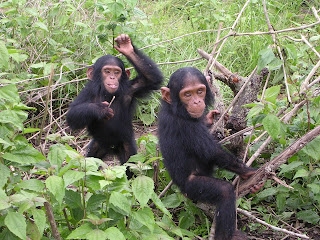Genç şempanzeler oynarken.
