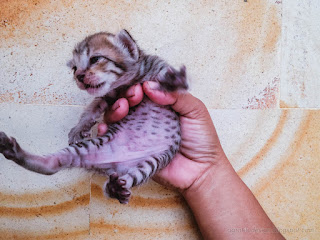 Black Stripes Kitten Struggle To Be Released From The Handle In The House North Bali Indonesia