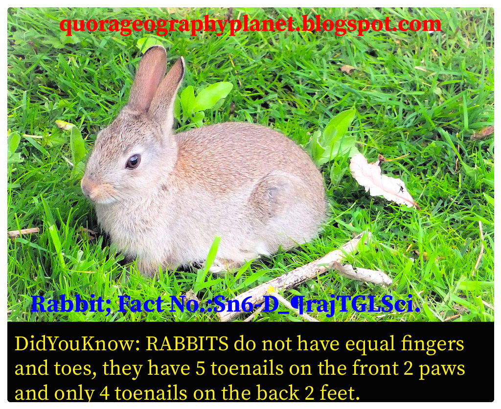 [BEST] 10+ Rabbits Facts The Pets Animals