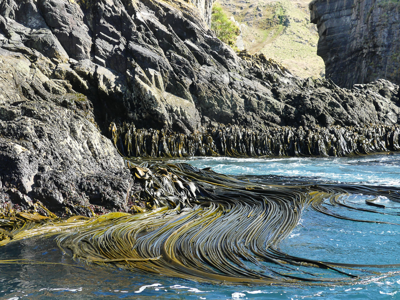 Victor Bloomfield Photo Hercules Bay, South Cliffs, Caves