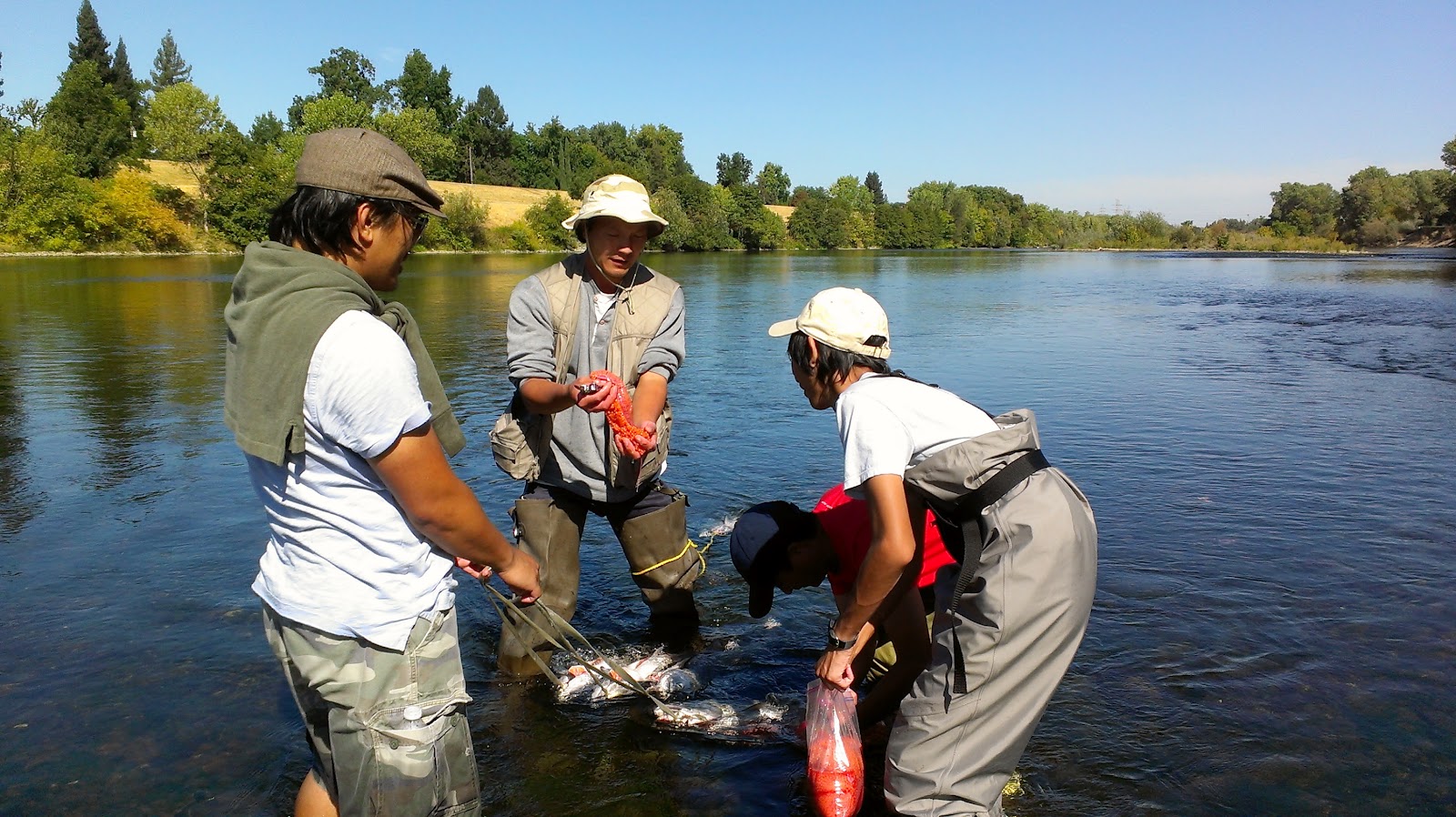 Salmon Fishing (Cleaning and Egg Harvesting)Part 3 Googlenomics