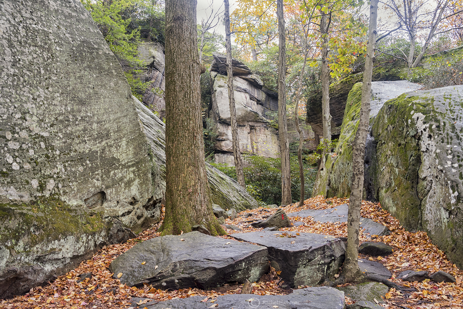 Roadtrip Coopers Rock State Forest Fall Hike (part 2)