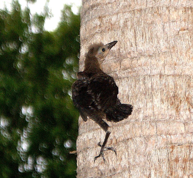 Lynn's little bit of trivia Baby bird climbing a Cabbage Palm tree
