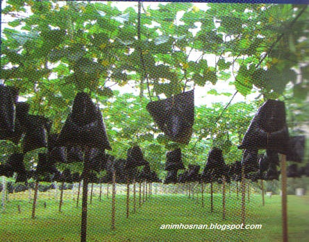 Anim Agro Technology: FERTIGASI GANTUNG