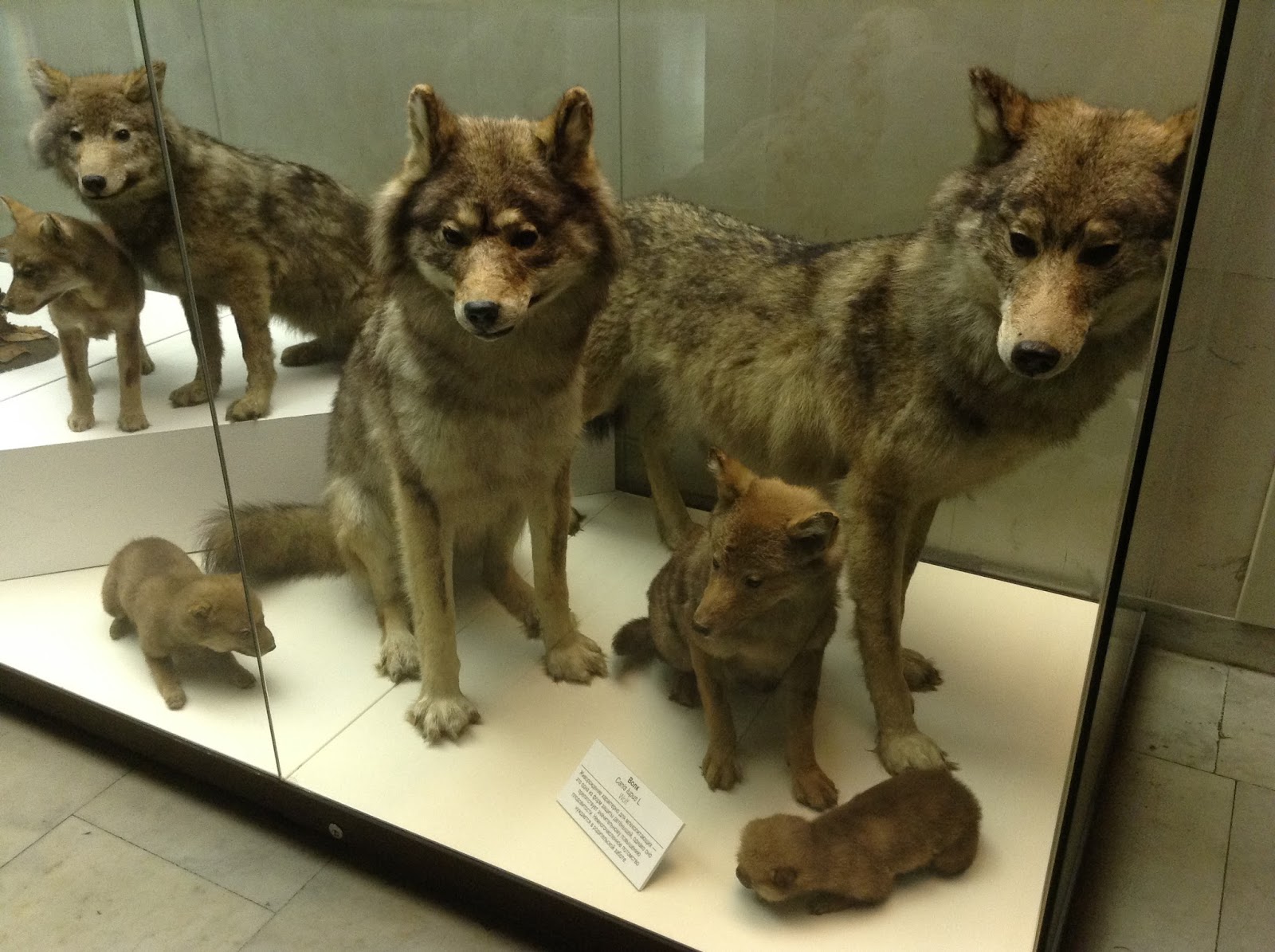 музей на академической в москве. здание дарвиновского музея москва. метро академическая музеи. музей естественной истории москва дарвина. метро академическая музеи.