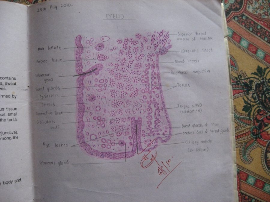 Medical Education For Students Histology Diagrams For M B
