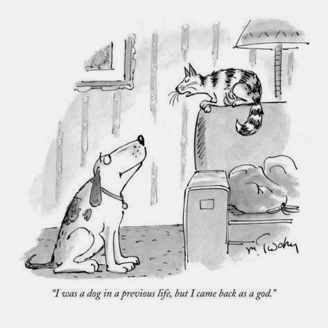 World's Funniest Cat Cartoons ~ Funny Joke Pictures